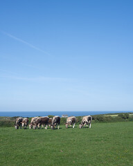 Obraz premium herd of sheep in the beach