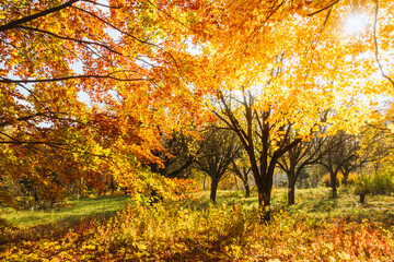 Beech forest with bright yellow leaves on a fairytale autumn day. Image of the change of season.