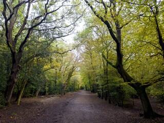 Fototapeta premium Epping Forestin in Auatum. 