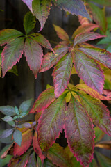 Virgina creeper plant in fall wit autumn colours