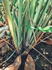 Close up of lemon grass plant