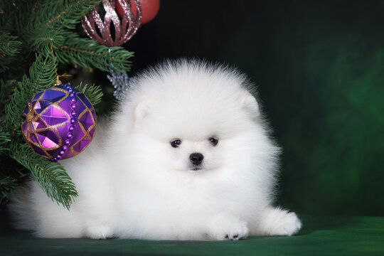 white fluffy pomeranian spitz puppu posing on studio background with christmas tree decorations