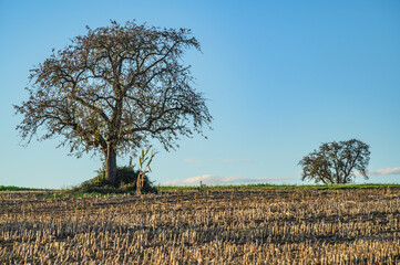 Kahle Bäume mit Stoppelfeld vor blauem Himmel mit Wolkenstreifen im Seitenlicht