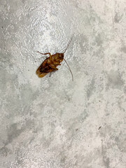 dead cockroach lying on the floor