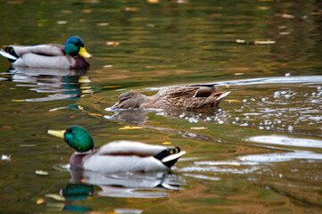 Stockententrio auf dem Wasser