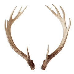 Obraz premium Majestic Antlers: A Symbol of Strength and Nature