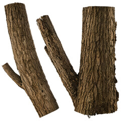 tree trunk PNG, dead tree trunk with branches isolated on transparent background