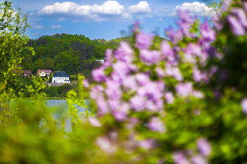 Kwitnący lilak i kościół w Tropiu. © Jacek