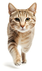 Obraz premium Cat running towards the camera isolated on white background