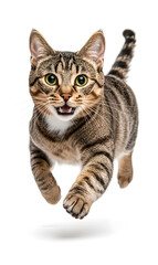 Obraz premium Cat running towards the camera isolated on white background