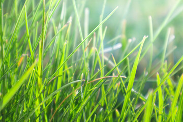 Grass with the backlight of sunlight in the sunset times. Backlit shot in autumn morning. Closeup shot of bristle grass illuminated by the sunshine.