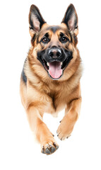 Dog running towards the camera isolated on white background