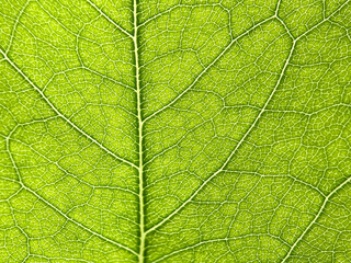 Green leaf texture, leaf texture background, leaf details