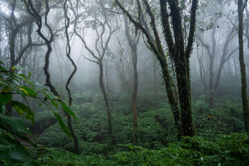 we can see moss lichen  fog in the jungle along trekking route morning kew mae pan doi inthanon chiangmai thailand
