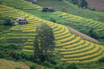 step golden rice terrace with huts of farmer on the hill is life style of people in urban but it is...