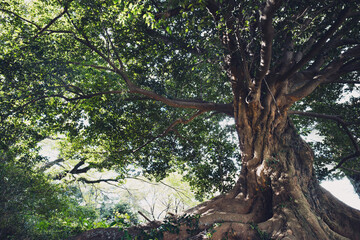 神秘的で美しい森の中の巨木
