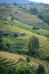 people stay at one of the most beautiful view point of golden step ladder rice terrace prepare of...