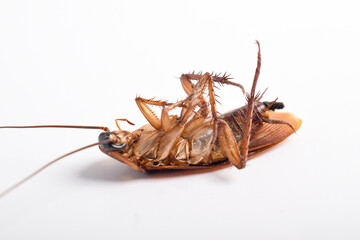 Close up of Dead cockroach lying on its back isolated on white background