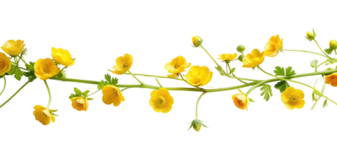 garland of buttercup flowers, transparent background