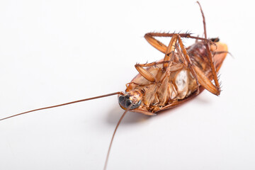 Close up of Dead cockroach lying on its back isolated on white background