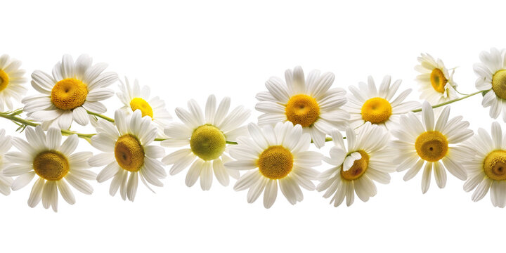 garland of daisy flowers, transparent background
