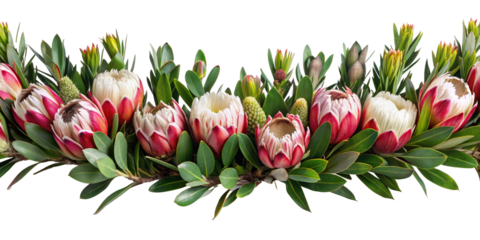 garland of protea, transparent background