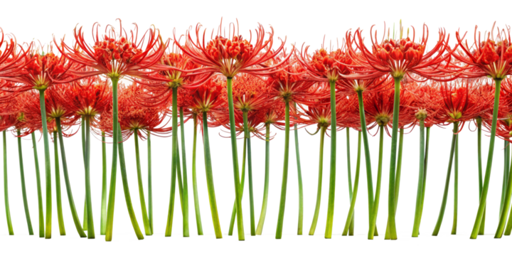 spider lily, transparent background