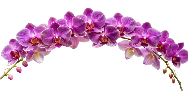 orchids garland, transparent background