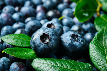 Blueberry berries, close-up macro photo. Fresh blue berries.