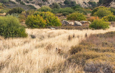 Dry Grass on Cyprus Plateau