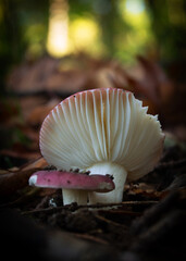 mushroom in the forest.