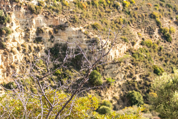  Rock Formation with Sparse Shrubs in the Cyprus Mountains