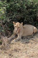 Lion in the wild 