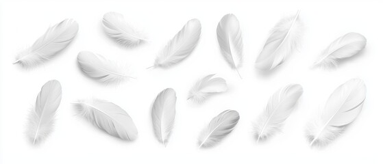 A scattered arrangement of white feathers, fluffy and soft textures, gentle and harmonious composition, isolated on white background