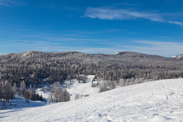 Top view of snow-covered taiga on a bright sunny winter day. Altai Republic, Russia