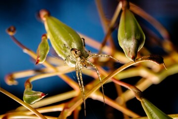 Spider on Plant with Green Buds