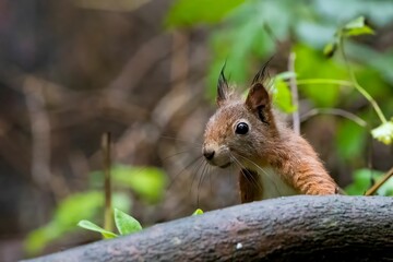 Fototapeta premium Curious Red Squirrel in Forest