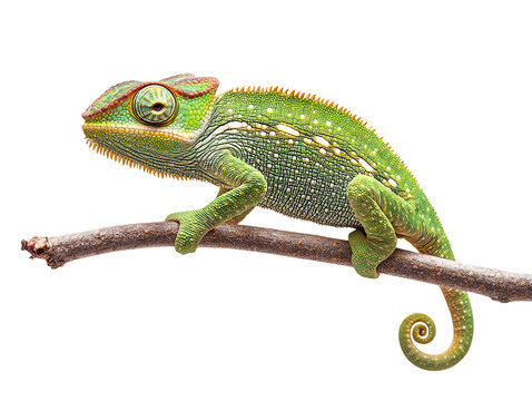 Green chameleon on branch isolated on transparent background