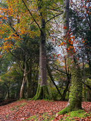 Naklejka premium Autumn Colours in a Cornish Woodland.