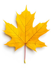 Obraz premium Yellow Maple Leaf isolated on white background