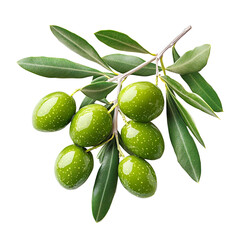 Lush Green Olive Bounty isolated on transparent background