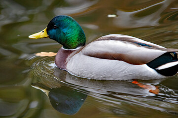 Nahaufnahme einer männlichen Stockente auf dem Wasser