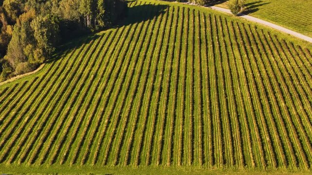 Aerial Overview Of Arable Farmland In Latvia. Aronias Berries Ready To Be Harvested From The Fields.