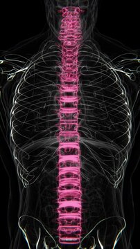 Human Spinal Cord x-ray vertical video in HD | Human Spinal Cord animation video in vertical format | Human Spinal Cord for education video in X-Ray