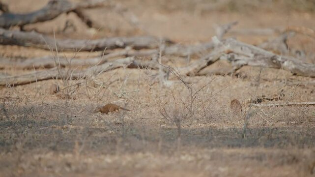 Tracking follows pack of Dwarf mongoose walking through dry dusty ground