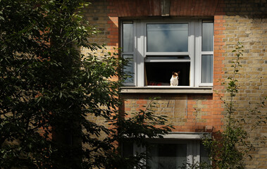 Old building with a little dog at the open window looks into the distance