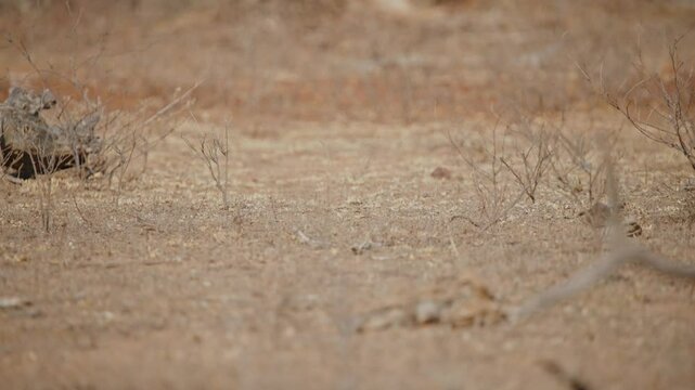 Telephoto view of small Dwarf mongoose scampering and walking across dry open grund