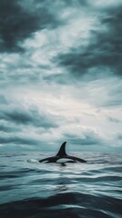 Fototapeta premium Orca swimming in the ocean with dramatic sky