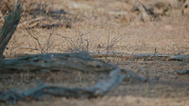 Pack of Dwarf mongoose walk and run across open dry ground, telephoto compression