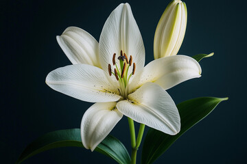 Fototapeta premium Elegant white lily with buds on a dark background